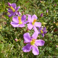 Osbeckia parvifolia Arn.